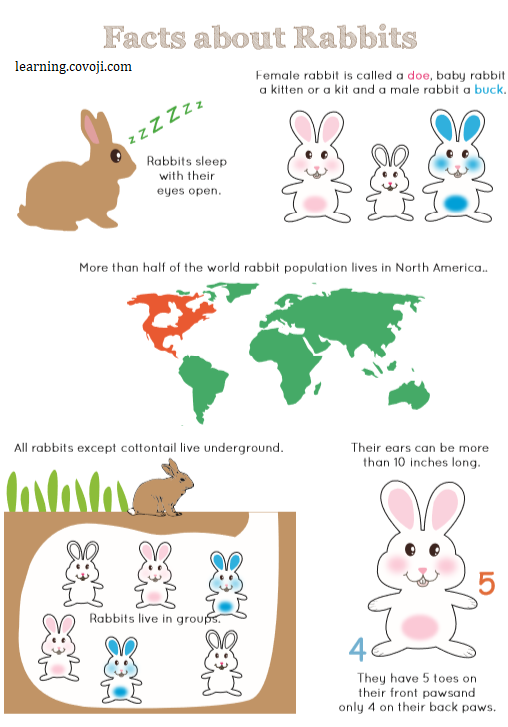 Cute Rabbits Learning Covoji Learning