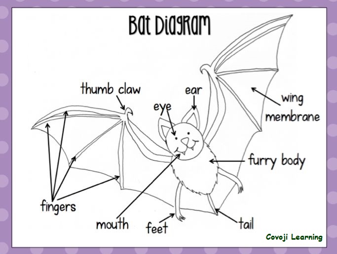 Mystery Of Bats | Covoji Learning