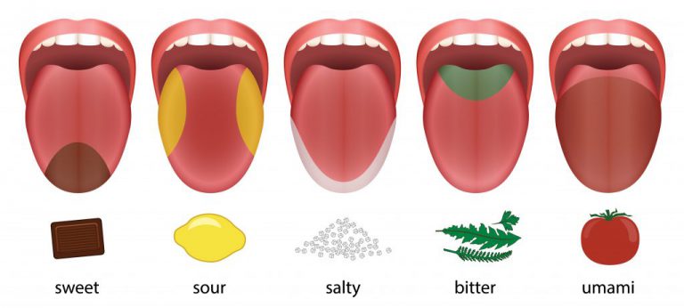 Is the tongue a muscle? | Covoji Learning