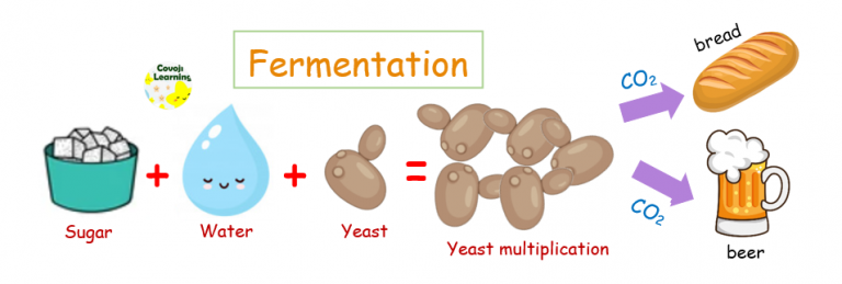 Explain How Yeast Fermentation Works