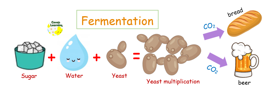 Yeast Fermentation Process - Fermentation